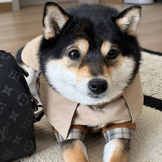 MANYU Nedir? ManyuShiba Meme Coin Açıklaması